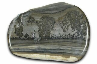Triassic Aged Stromatolite Fossil - England #365720
