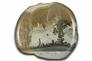 Triassic Aged Stromatolite Fossil - England #365726