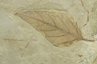 Fossil Hackberry (Celtis) Leaf - Utah #368731
