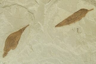 Detailed Fossil Feather and Leaves - Green River Formation, Utah #368732