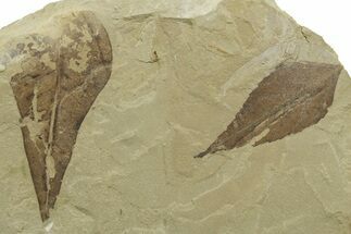 Multiple Fossil Leaf Plate - Green River Formation, Utah #368739