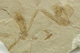 Eocene Fossil Cricket (Orthoptera) - Green River Formation #368744