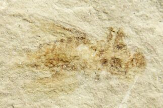 Eocene Fossil Cricket (Orthoptera) - Green River Formation #368748