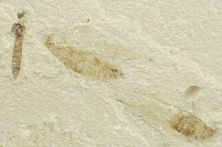 Eocene Fossil Cricket and Crane Fly - Green River Formation #368754