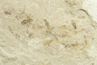 Fossil Insect (Beetle, Crane Flies & Fly) Mortality Plate - Utah #368757