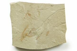 Eocene Fossil Cricket and Grasshopper - Green River Formation #368758