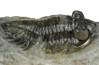 Bargain, Bug-Eyed Coltraneia Trilobite Fossil - Ofaten, Morocco #368598