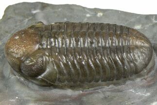 Prone Austerops Trilobite Fossil - Jorf, Morocco #368616