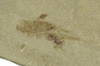 Eocene Fossil Grasshopper (Caelifera) - Green River Formation #368763
