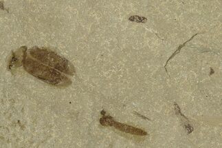 Fossil Insect (Crane Fly and Beetle) Plate - Utah #368767