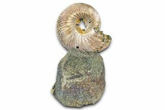 Iridescent Pyritized Ammonite (Quenstedticeras) Fossil Display #368843