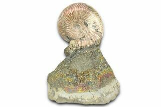Iridescent Pyritized Ammonite (Quenstedticeras) Fossil Display #368845