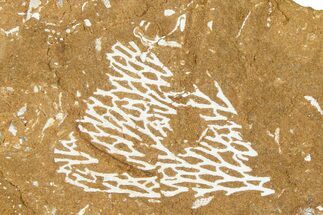 Ordovician Kukersite Oil Shale with Bryozoan Fossils - Russia #368948