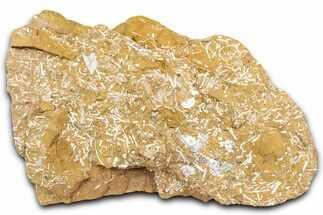 Ordovician Kukersite Oil Shale w/ Bryozoan & Trilobite Fossils #368964