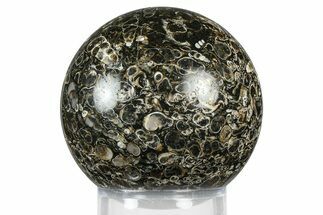 Polished Freshwater Snails (Elimia) In Limestone Sphere - Wyoming #369039