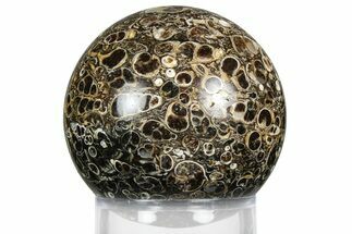 Polished Freshwater Snails (Elimia) In Limestone Sphere - Wyoming #369040