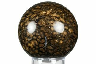 Polished Fossil Stromatolite (Chlorellopsis?) Sphere - Wyoming #369067