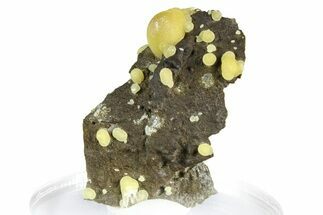 Globular Yellow Calcite Formations on Basalt - Italy #368859