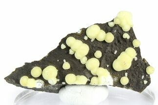 Globular Yellow Calcite Formations on Basalt - Italy #368860