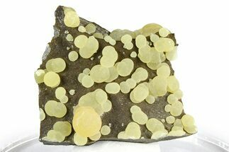 Globular Yellow Calcite Formations on Basalt - Italy #368867
