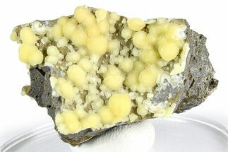 Globular Yellow Calcite Formations on Basalt - Italy #368868