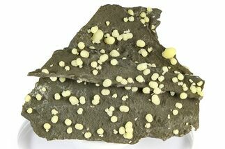 Globular Yellow Calcite Formations on Basalt - Italy #368888