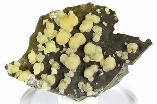 Globular Yellow Calcite Formations on Basalt - Italy #368889