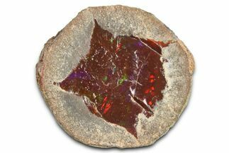 Ethiopian Chocolate Opal Nodule - Yita Ridge #369084