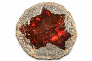 Ethiopian Chocolate Opal Nodule - Yita Ridge #369115