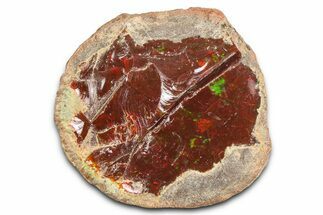 Ethiopian Chocolate Opal Nodule - Yita Ridge #369122