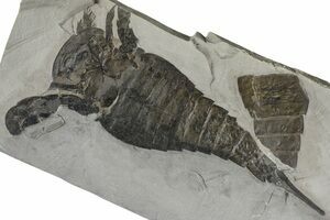 Huge Greenops Widderensis From Arkona (#4682) For Sale - FossilEra.com