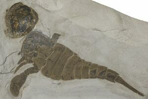 Huge Greenops Widderensis From Arkona (#4682) For Sale - FossilEra.com