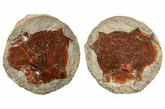 Ethiopian Chocolate Opal Nodule (Pair) - Yita Ridge #369072