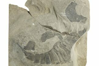 Bargain, Eurypterus (Sea Scorpion) Fossil - New York #369320