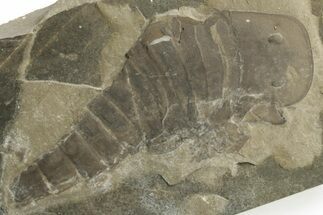 Bargain, Eurypterus (Sea Scorpion) Fossil - New York #369323