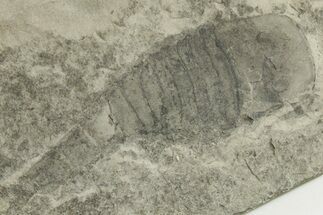 Bargain, Eurypterus (Sea Scorpion) Fossil - New York #369325