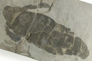 Bargain, Eurypterus (Sea Scorpion) Fossil - New York #369328