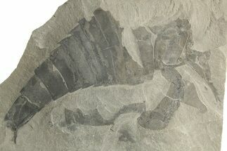 Bargain, Eurypterus (Sea Scorpion) Fossil - New York #369345