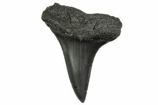 Fossil White Shark Tooth - South Carolina #368624