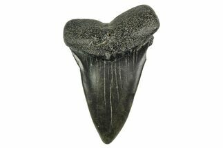 Fossil Broad-Toothed Mako Tooth - South Carolina #368630