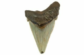 Serrated Angustidens Tooth - Megalodon Ancestor #368635