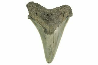 Serrated Angustidens Tooth - Megalodon Ancestor #368644