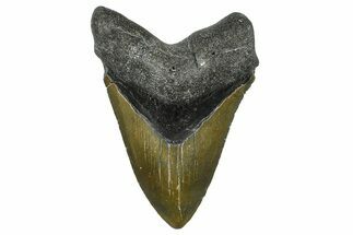 Fossil Megalodon Tooth - North Carolina #368444