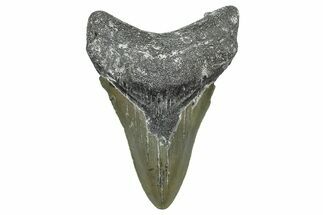 Fossil Megalodon Tooth - North Carolina #368445