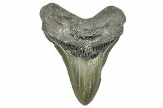 Serrated, Fossil Megalodon Tooth - North Carolina #368448