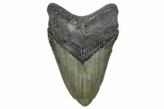 Fossil Megalodon Tooth - North Carolina #368452
