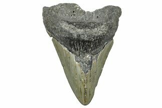 Bargain, Fossil Megalodon Tooth - North Carolina #368456