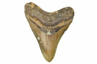 Fossil Megalodon Tooth - North Carolina #368479