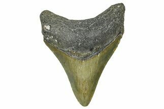 Serrated, Fossil Megalodon Tooth - North Carolina #368489