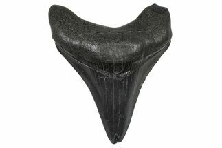 Serrated, Juvenile Megalodon Tooth - South Carolina #368691